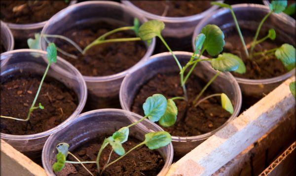 seedlings in glasses