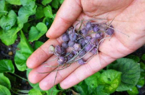 pansy seeds