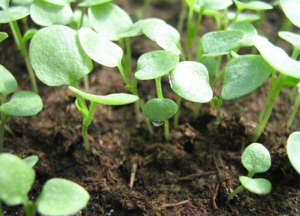 flower sprouts