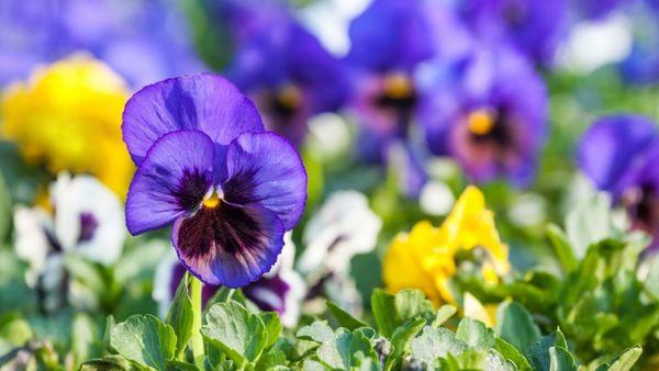 blue pansies