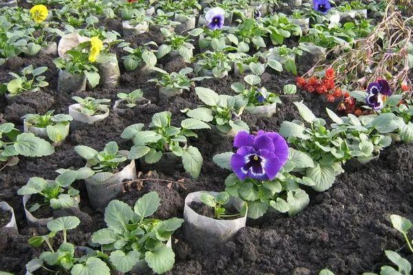 seedlings in soil