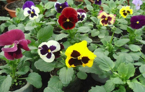 Planting Pansies