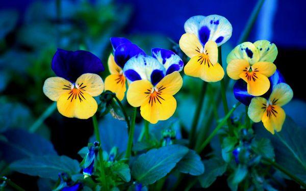 yellow pansies