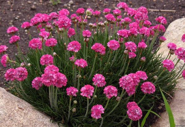 alpine flower