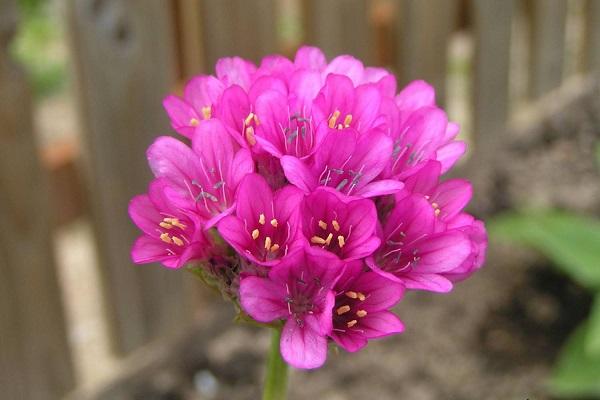 floraison à la campagne