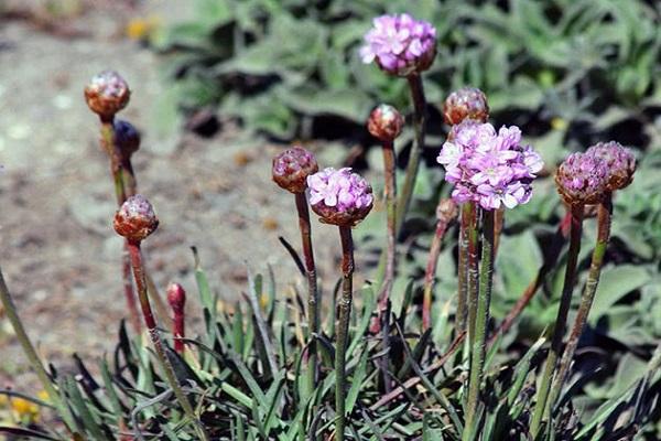 maladie des fleurs