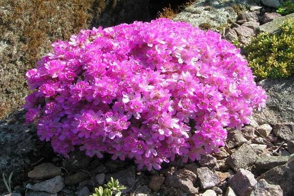 kataja armeria