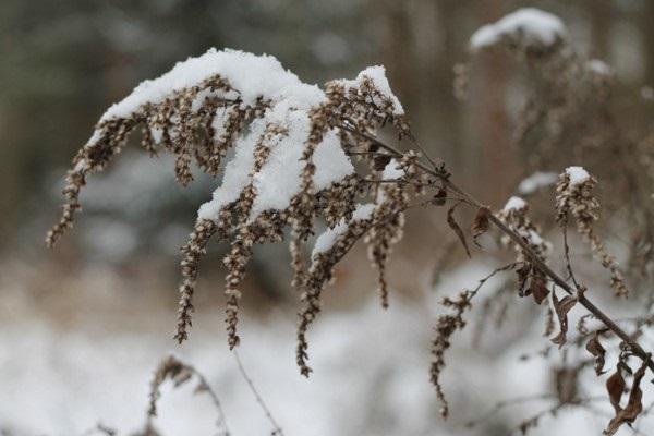 première neige