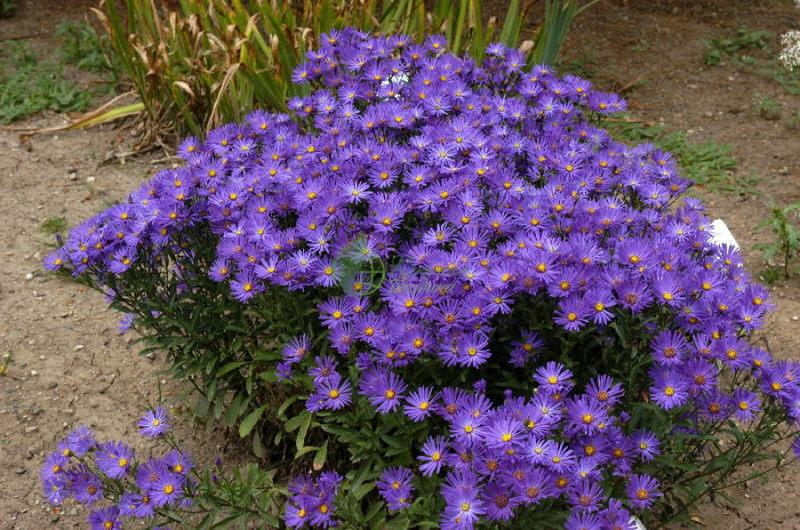 cama de flores