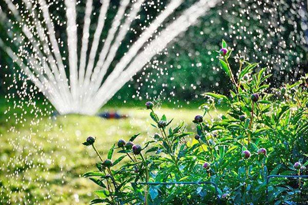 watering flowers