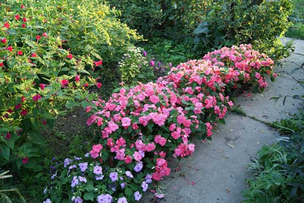 baume dans le jardin