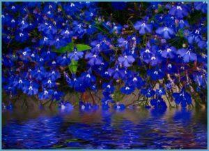 Descripción de variedades perennes de lobelia, plantación y cuidado en campo abierto.