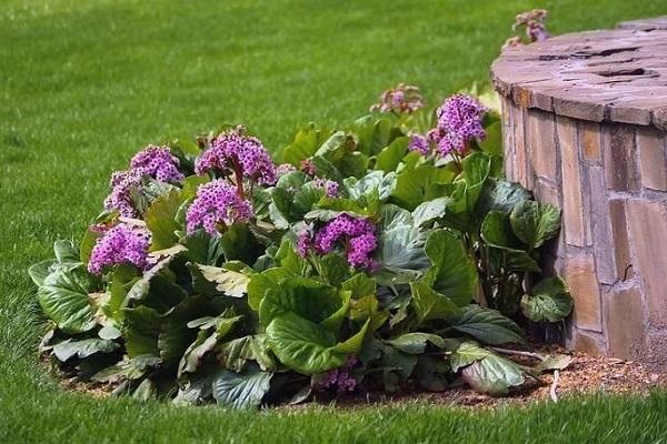 cultivé dans un parterre de fleurs