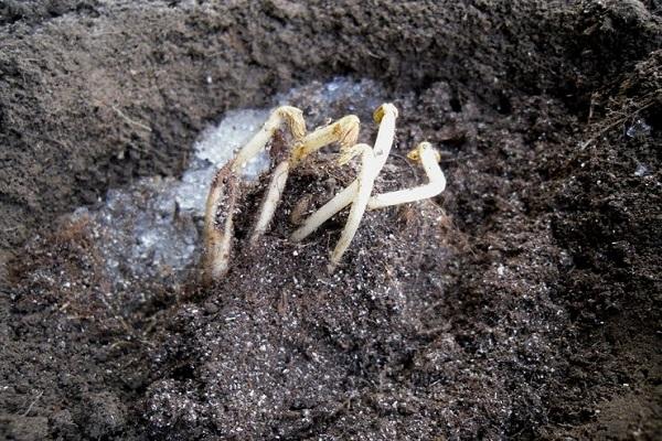 seedlings from seeds