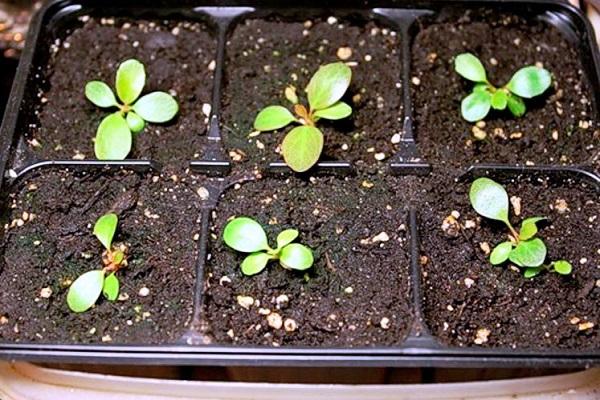 small seedlings