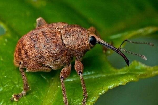 weevil pest