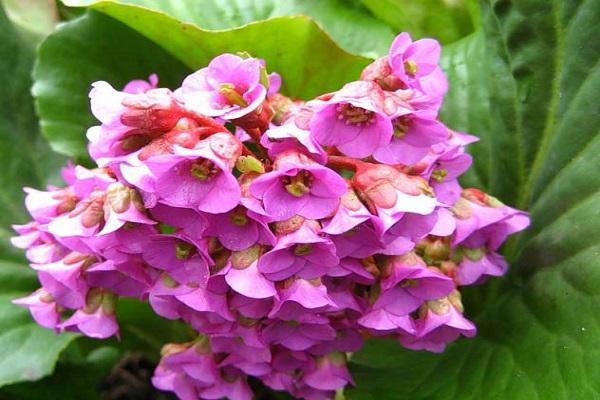 bulaklak ng manika ng sanggol