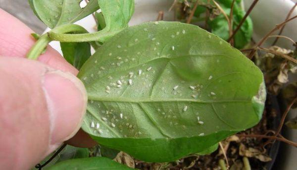 Whitefly on balsam