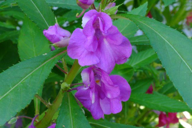 Flor mojada de Vanka