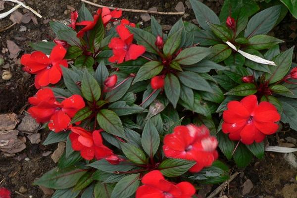 plantes en croissance