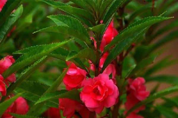 variety Camellia