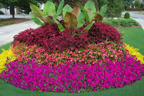 conception de parterre de fleurs