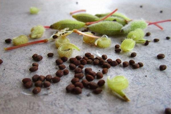 collection of seeds