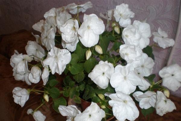 white balsam