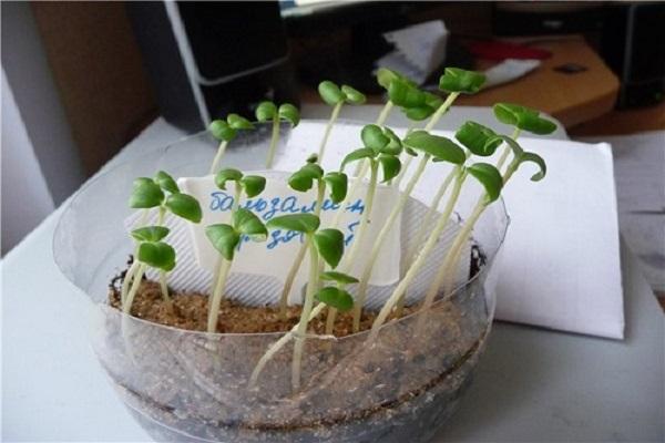 germination of seeds