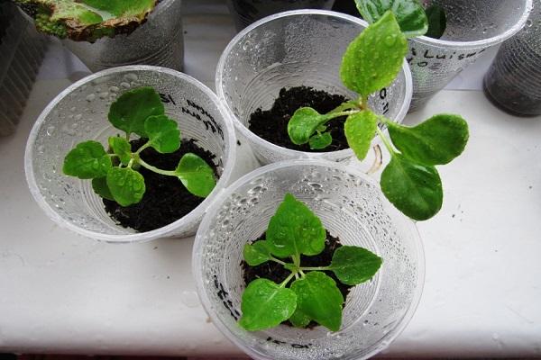 cuttings in a glass