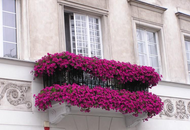 flores en el balkon