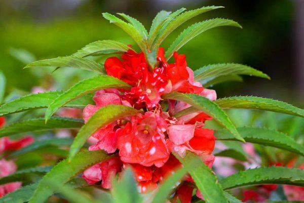 velvet balsam