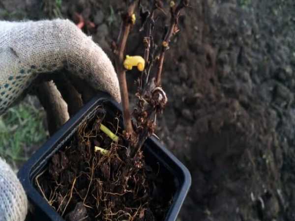 plantar un arbusto