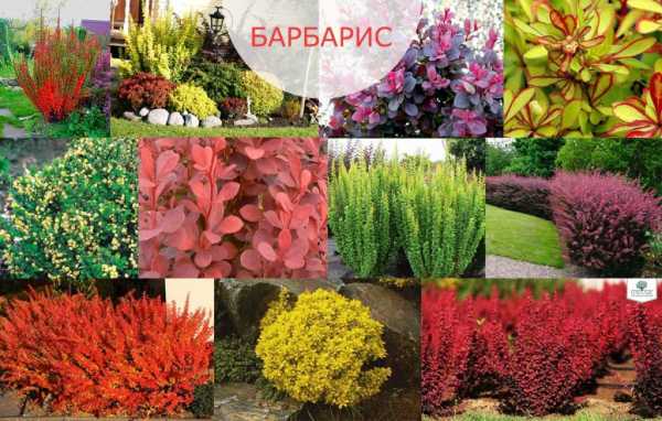 types of barberry