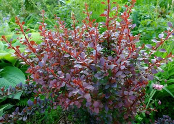 buisson d'épine-vinette