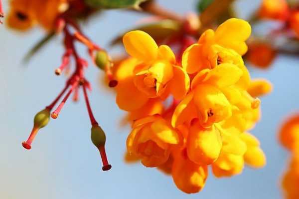 flowering barberry