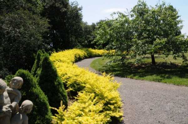 yellow barberry