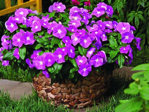 Periwinkle blooms