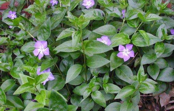 periwinkle savybės