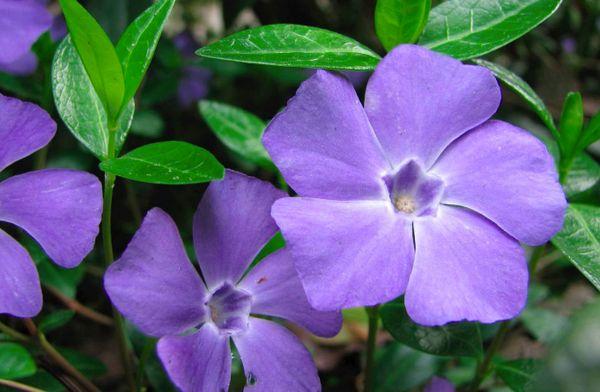 periwinkle gėlės