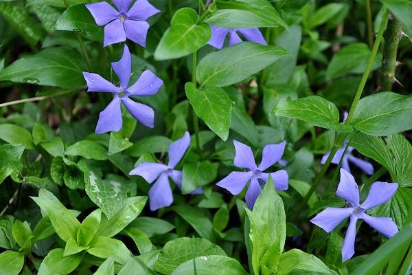 žolelių periwinkle