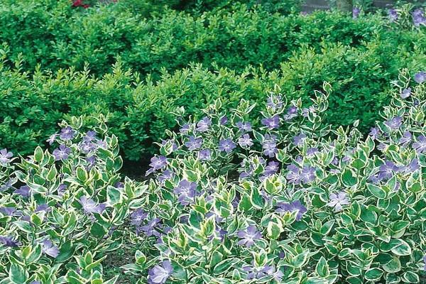 shrub varieties