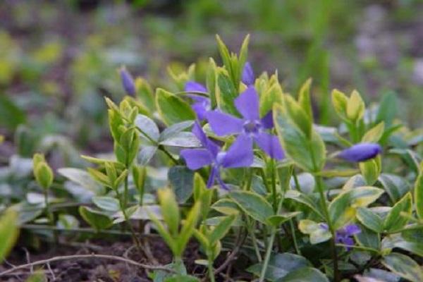 periwinkle variegata