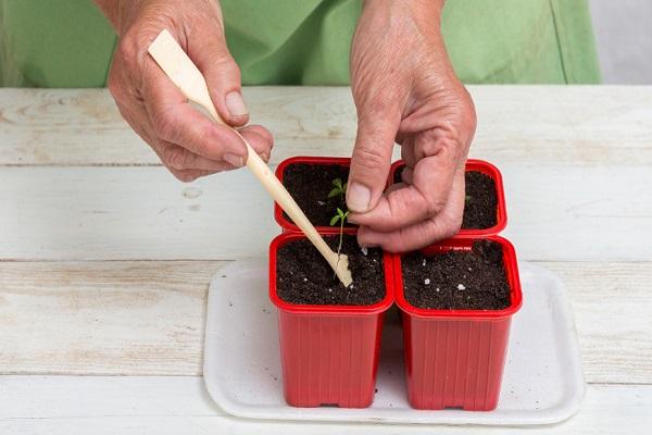 work with a plant