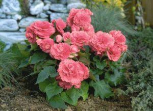 Buiten planten, kweken en verzorgen van tuinbegonia