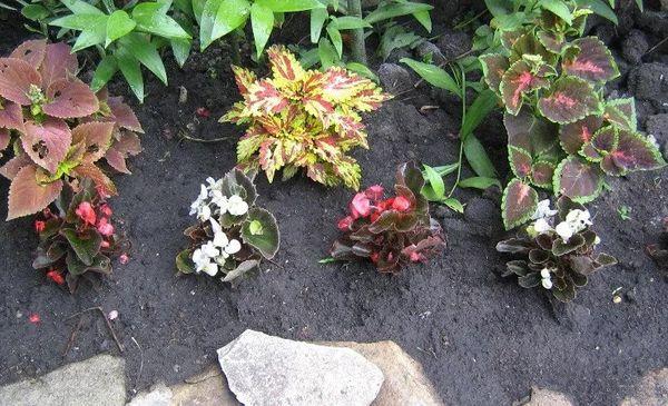 begonia seedlings