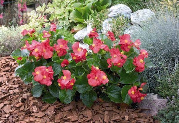 begonia floreciente