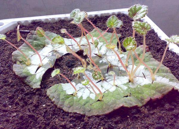 breeding begonia