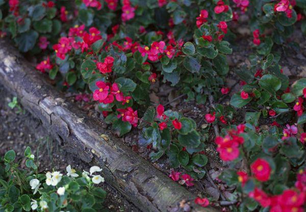 cuidado de la begonia