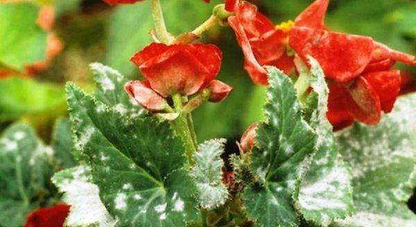 enfermedad de la begonia